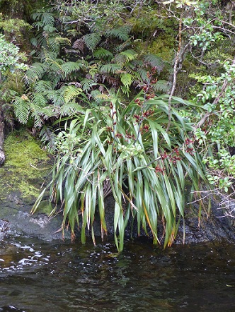 A native flax plant in Doubtful Sound, Nov 2015